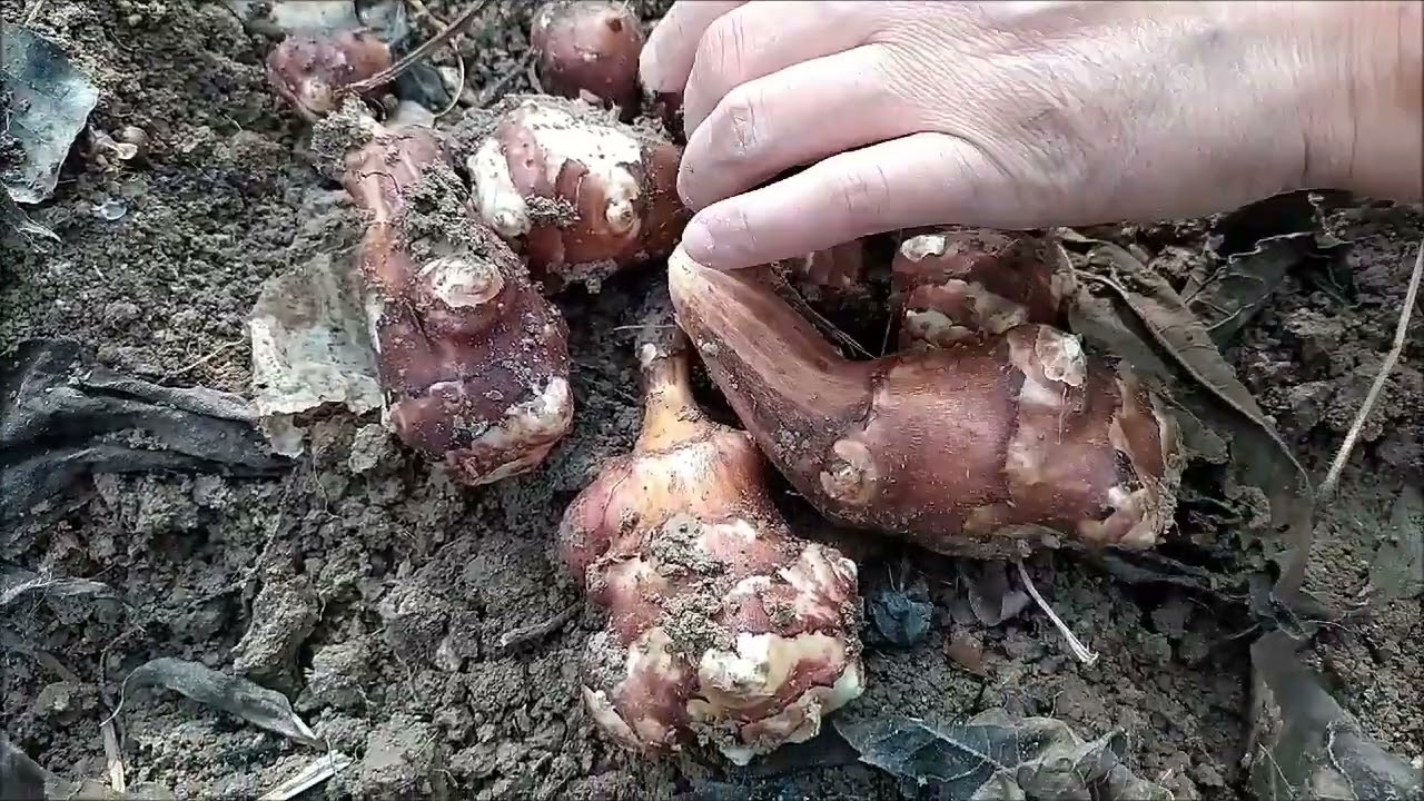 Pratik yöntemle yer elması nasıl çoğaltılır 