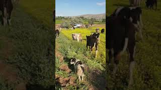 Danaların Keyifli Anları