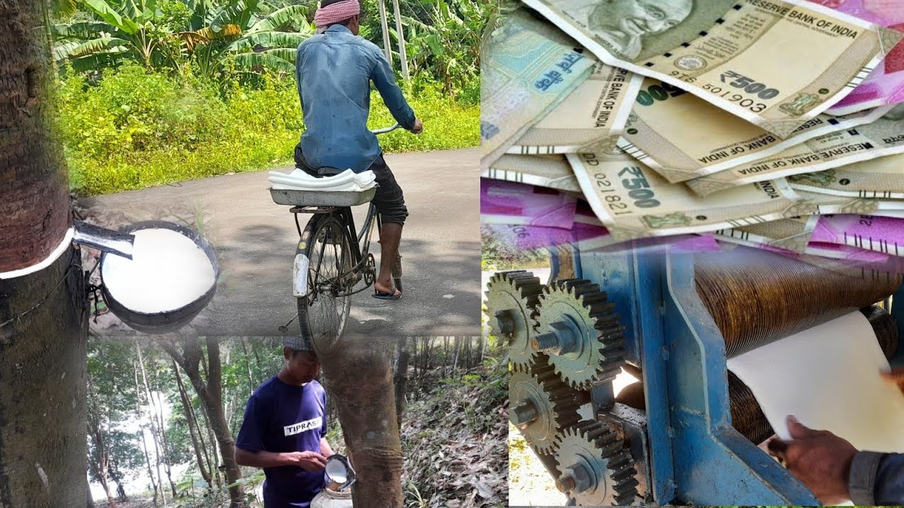 Rubber Cultivation Video || Rubber Sheets Making Video || 