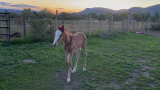 Piper is becoming friendly #piperferalfoal