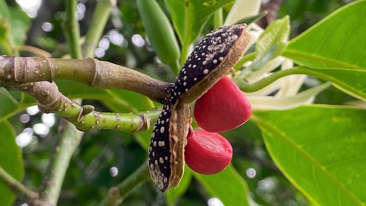 花朵洁白的白兰花 种子居然是鲜红色的 静姐说花 21 Youtube