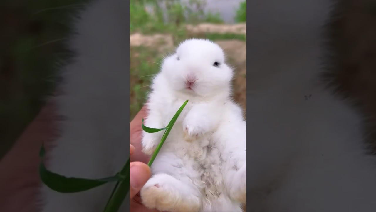  - HeartVod