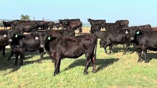 Open Replacement Heifers