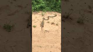 Python Drags Huge Lizard With Ease