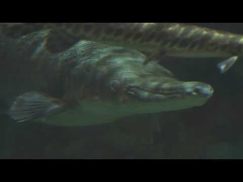 Video: Au peștii urechi?