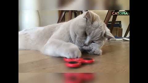 Funny Cat Fidget Spinner Cute Kitten