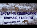 ЗАГОННАЯ ОХОТА НА СИБИРСКУЮ КОСУЛЮ! ДОБОР ПОДРАНКА!!!