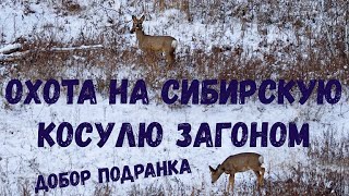 ЗАГОННАЯ ОХОТА НА СИБИРСКУЮ КОСУЛЮ! ДОБОР ПОДРАНКА!!!