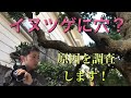 （まるで鑑識）犯人はキ●イムシ？穴だらけのイヌツゲを補修せよ！