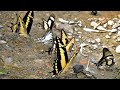 Papilionidae from Bolivia 180fps