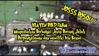 Berbagai Jenis Burung Jalak | Jalak Bali, Jalak Putih, Jalak Hongkong, Jalak Suren Jawa | Cek Bosquu