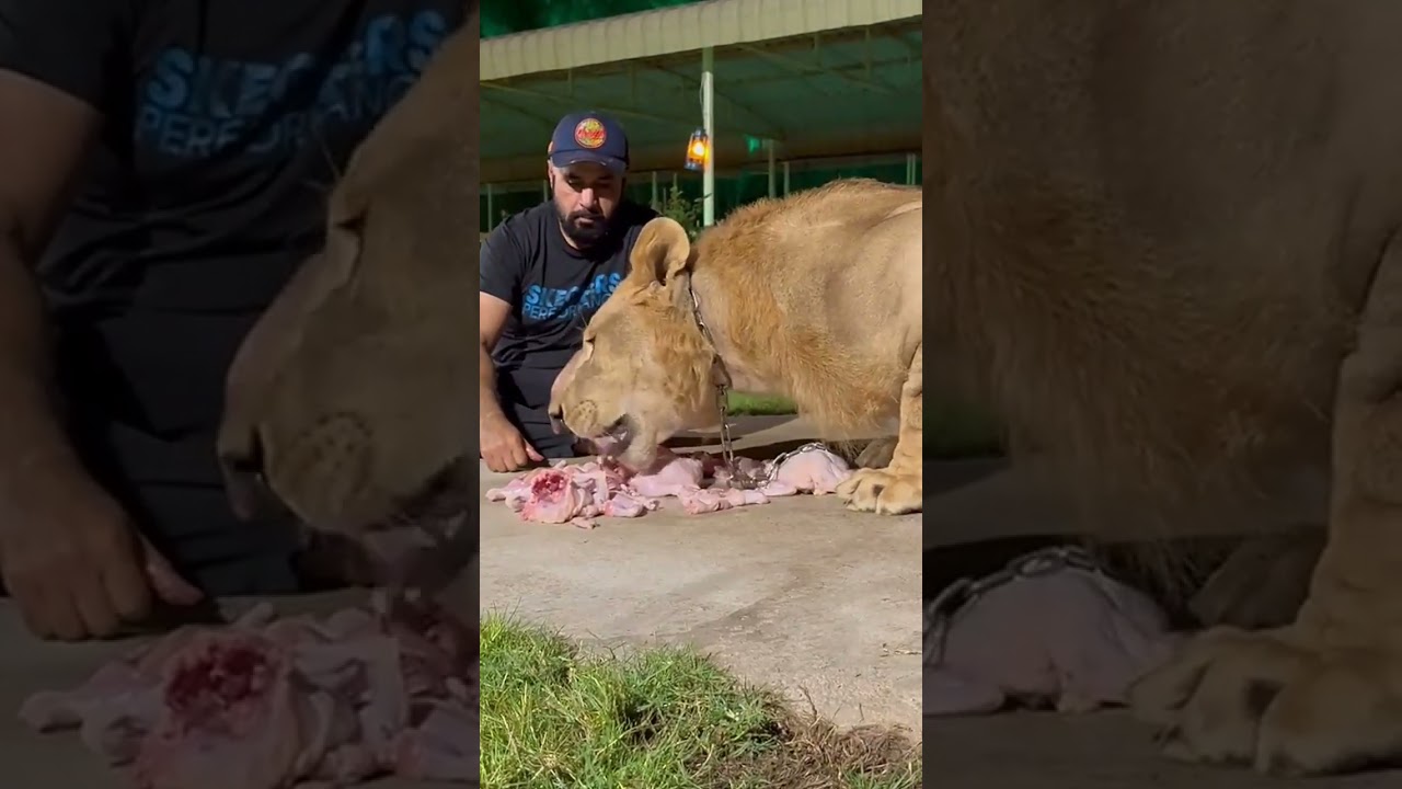 Feeding a large adult male lion 