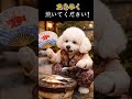ネコが来る前に急げ！魚を焼くプードルの秘密🐶🔥🐟