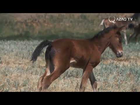 Правда ли, что лошадь впервые была приручена в Казахстане
