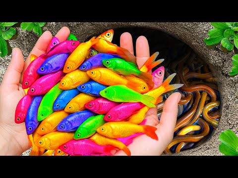 The Incredible Catch Colorful Aquarium Fish In Small Pond Platinum Guppy Glass Fish Neon Fish 