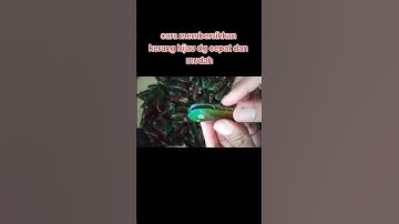 Thumbnail of cara membersihkan kerang ijo dengan cepat dan mudah #short #seafood #kerang