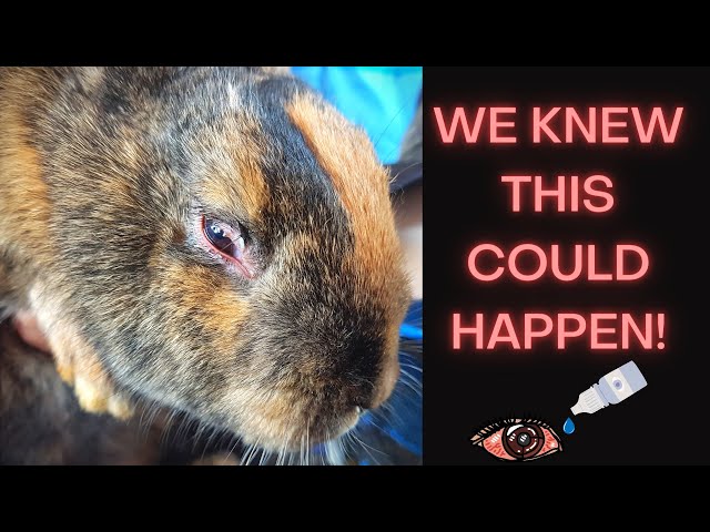 Diagnosing And Treating A Rabbit's Eye Infection! class=