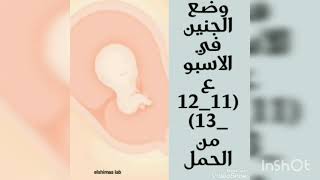 وضع الجنين في الاسبوع (13,12,11) من الحمل