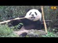 Giant panda eating bamboo 貓熊圓仔吃竹子的可愛模樣  ( 2016 Ultra HD 4K  HDR)