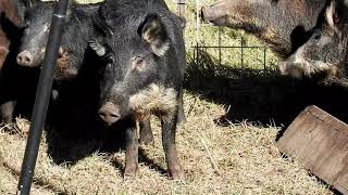 Hog Trapping to Protect Deer