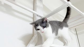 さばちゃんのれんしゅう　拡張型心筋症の子猫　Kitten practice  Kitten with dilated cardiomyopathy