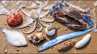 🌊 Ocean Foraging SHOCK! 🐙 Octopus in a Shell, 🦀 Blue Crab, 🐡 Tiny Pufferfish, 🐟 Flatfish & 🪸 S