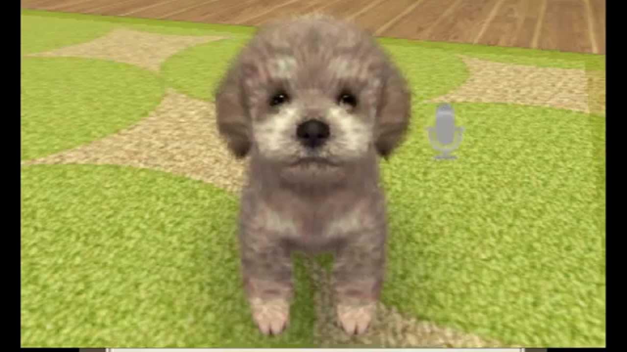 Nintendogs plus Cats Toy Poodle and New Friends Gameplay {Nintendo 3DS} {60  FPS} {1080p} Top Screen - YouTube