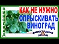 🍇 Почему так опрыскивать виноград нельзя? Как можно сжечь виноград даже безобидным препаратом.