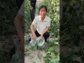 Emerald Melon# Freshly picked and shipped
