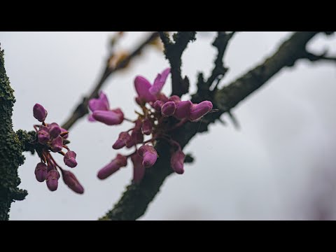 Video: Informazioni sull'albero di Redbud - Suggerimenti per la coltivazione e la cura degli alberi di Redbud