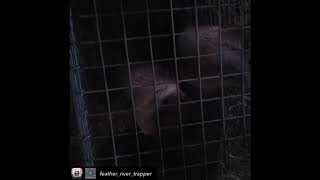 Watch How Ferocious These River Otters Are! Wait Til End, Two Otters In One Trap!