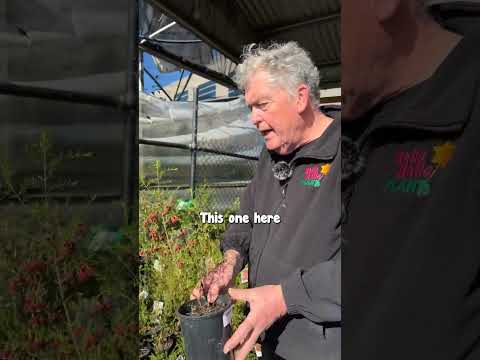 Videó: Red Boronia Információ – Red Boronia növények termesztése a kertekben
