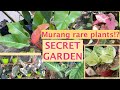 (PART 1) SECRET GARDEN, MURANG HALAMAN! MGA RARE PLANTS!!! | Liberty's Life and Kitchen