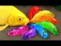 Satisfying videos Stop Motion Cooking ASMR &amp; Funny Videos || Koi Fish Hunting Primitive  Fun