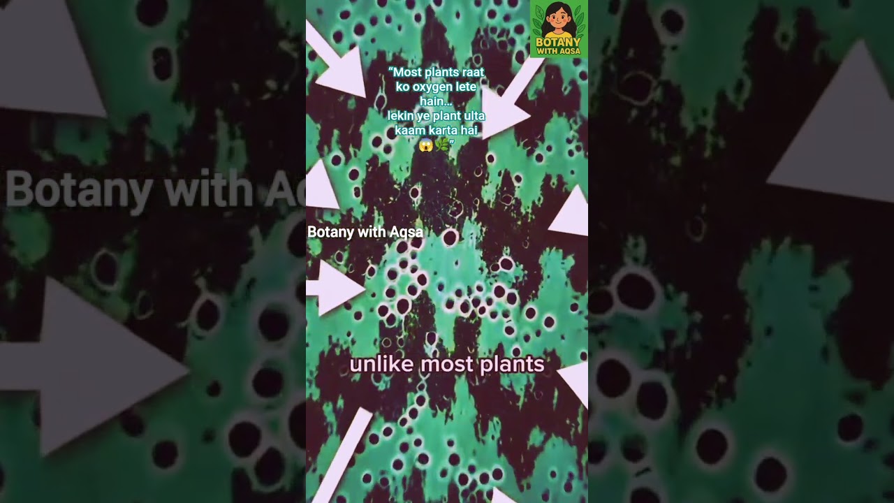 Snake Plant at Night 🌙 | Oxygen Releasing Plant for Bedroom