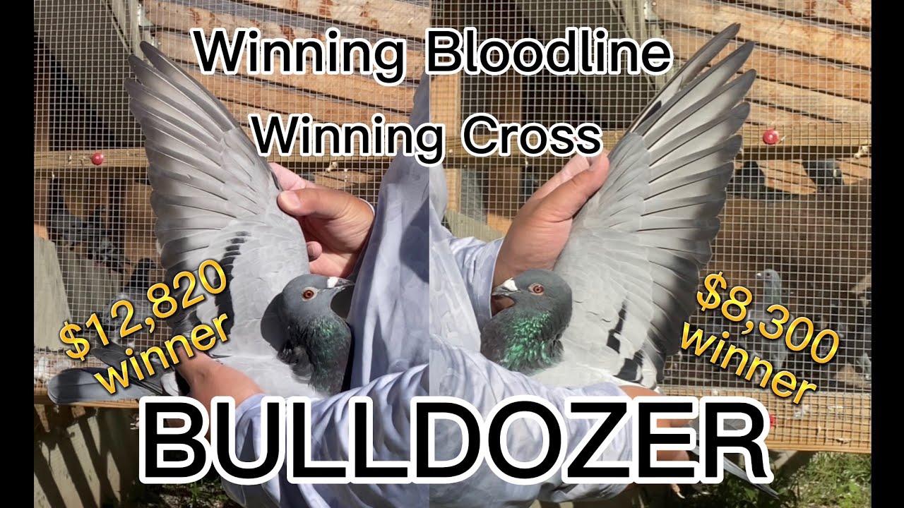 Winning Racing Pigeon Bloodline and Cross! 