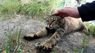 石碑の前で立派なトラ猫に出会う