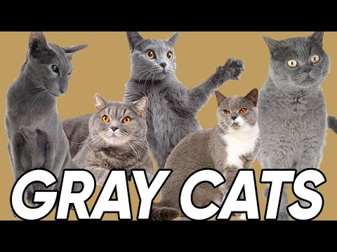 3 Great Facts About Gray Cats!