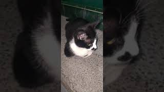 Bobo Lg Melamun Apa Ya  Funny And Cute Animals   Ep394 