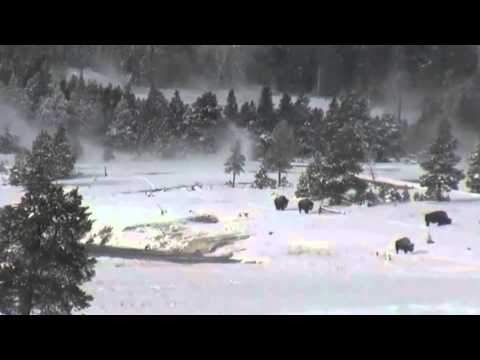 Bigfoot in Yellowstone National Park Breakdown - YouTube