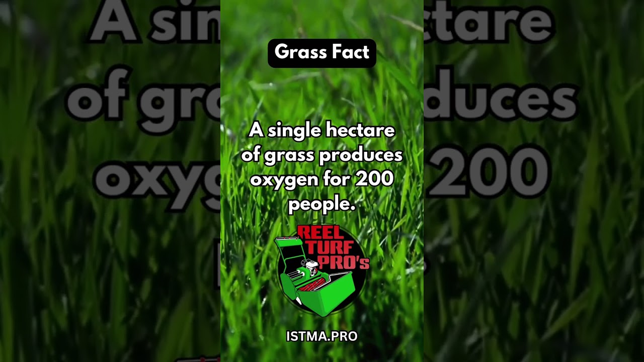 Grass Creates Oxygen for 200 People!