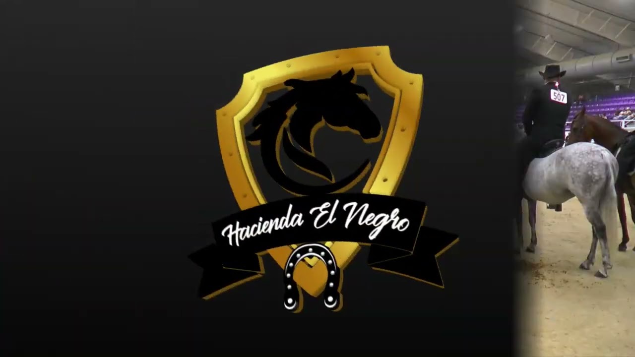 CAMPEONATO YEGUAS PASO FINO FINO MARESCOLTS CHAMPIONSHIP SPECTRUM