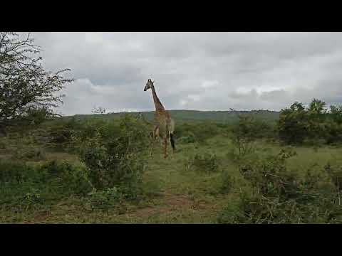 Видео: Парк Хлухлуве-Имфолози, Южная Африка: полное руководство