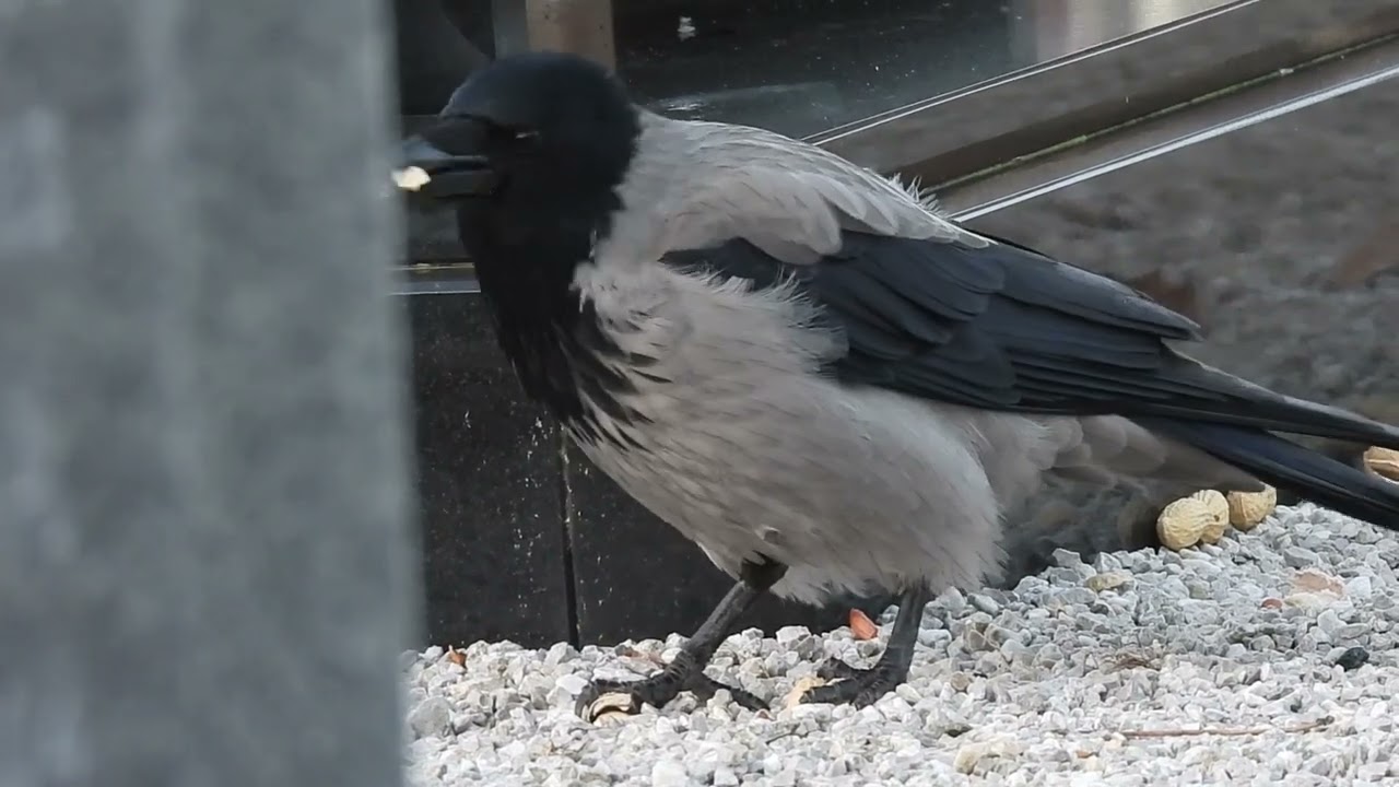 Crows take some peanuts by our family grave