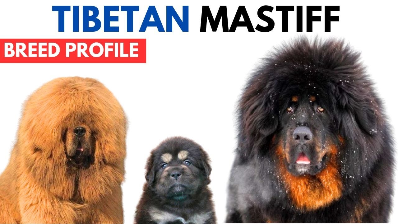 Tibetan Mastiff Breed Profile History - Price - Traits - Tibetan Mastiff Grooming Needs - Lifespan