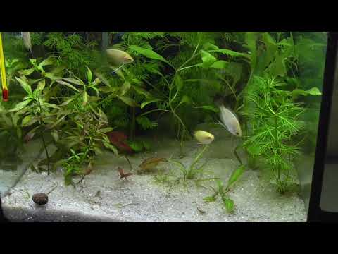 Медовый гурами