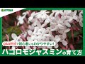 ☘244:【Q&amp;A】ハゴロモジャスミンの育て方|毎年元気に咲かせる管理方法は?水やりや肥料などの管理方法もご紹介