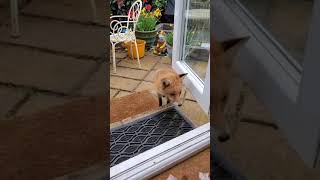 Foxy at back door3