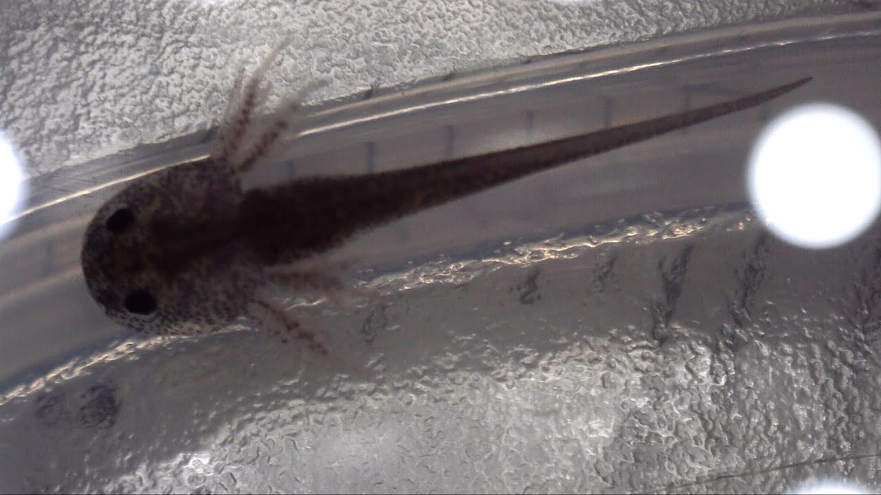 Newborn Baby Axolotl Feeding Under Microscope 1 YouTube