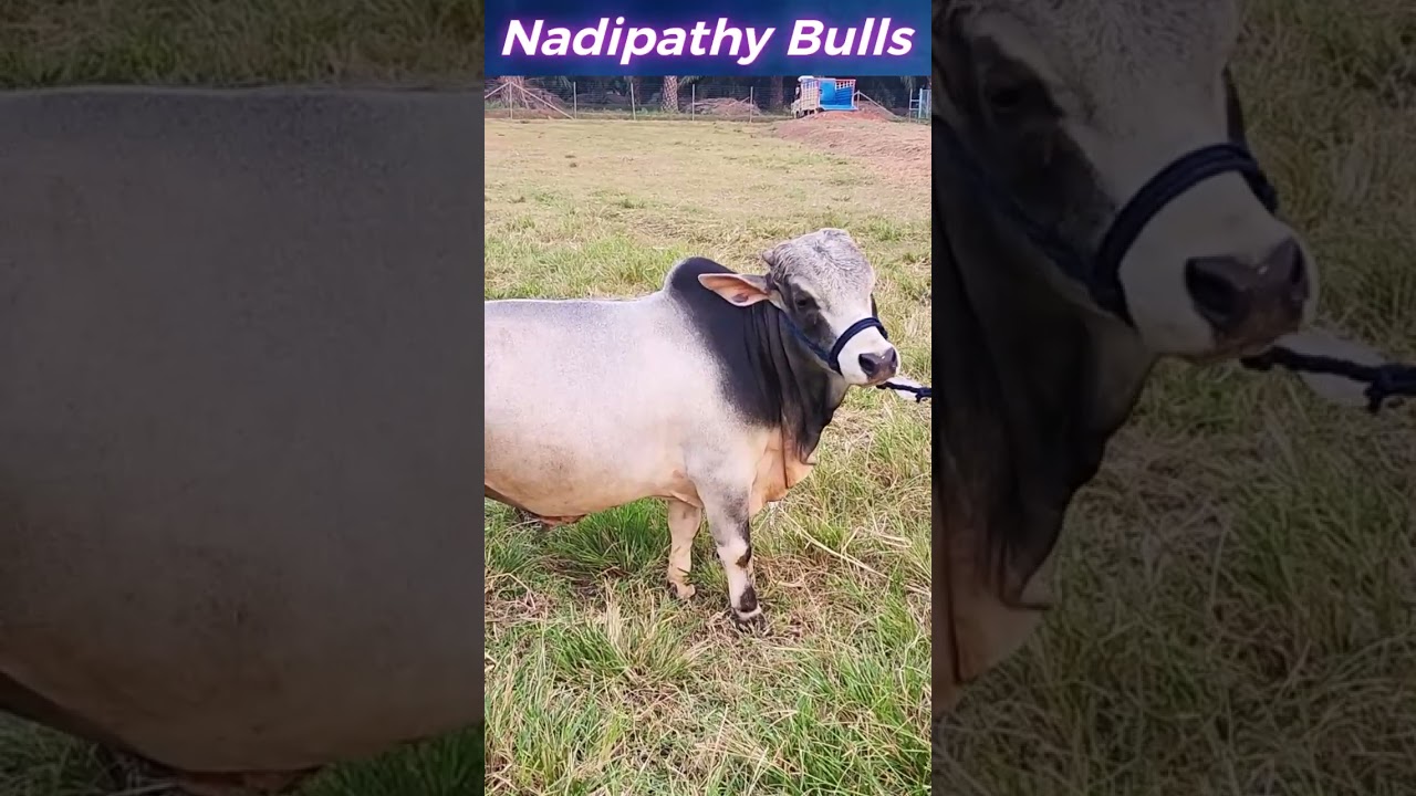 bulls Nadipathy goshala 